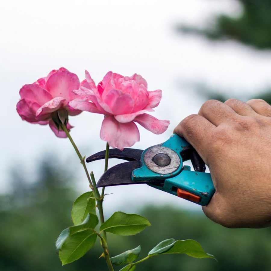 Why pruning is important for growing flower plant dgtl