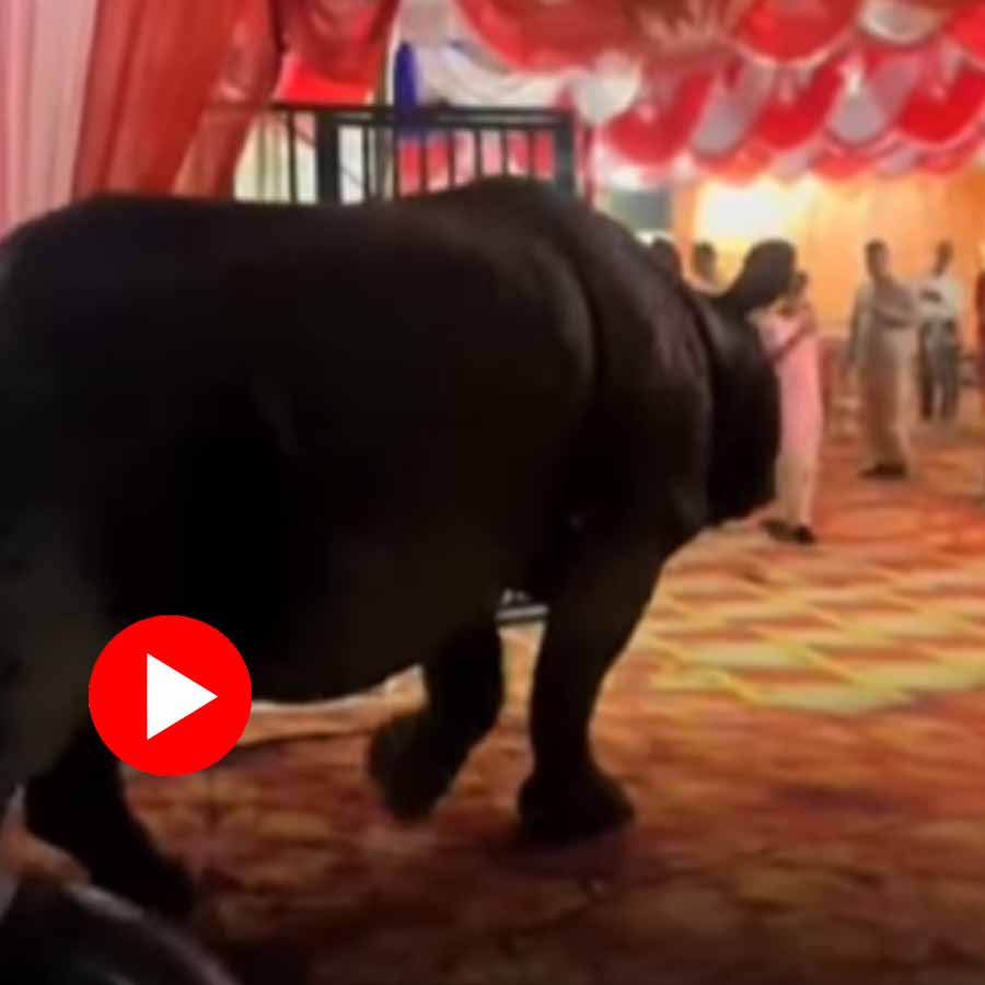 Video of rhinoceros entering wedding venue in Nepal goes viral dgtl