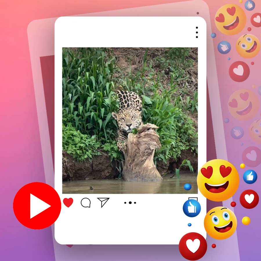 Video of leopard sharpening nails goes viral dgtl