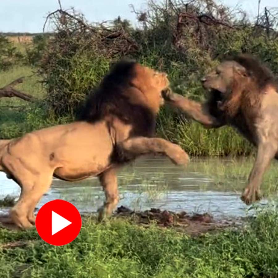 Video of two lions fighting in South Africa goes viral dgtl