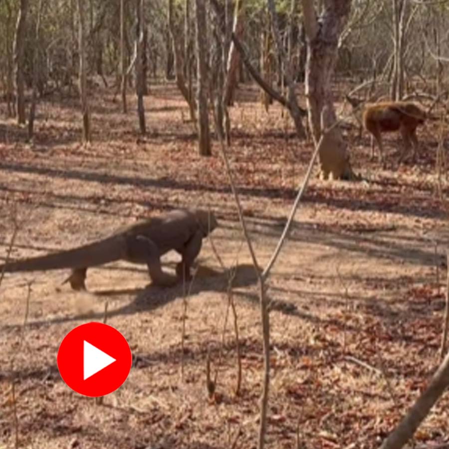 Video of a Komodo dragon hunting down a deer goes viral dgtl