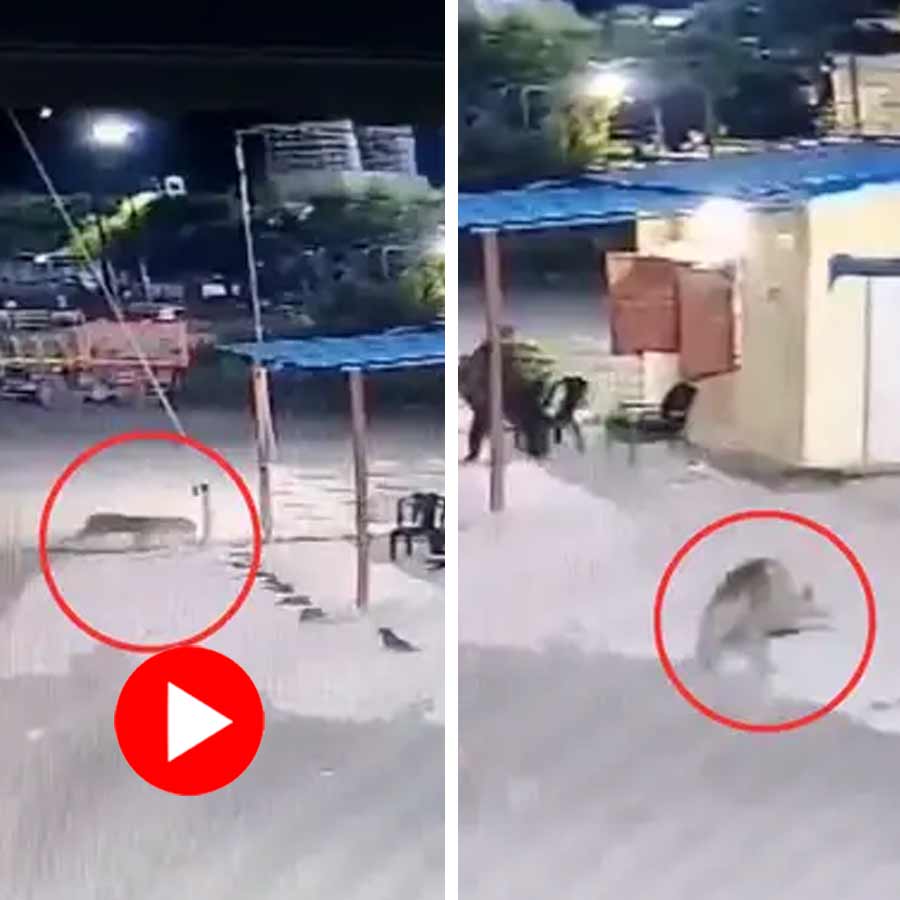 leopard picked up a dog and ran away