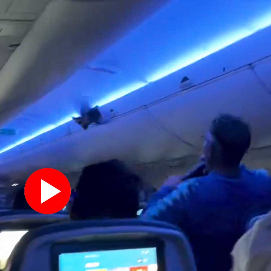 Video of pigeons inside Delta flight 2348 goes viral dgtl