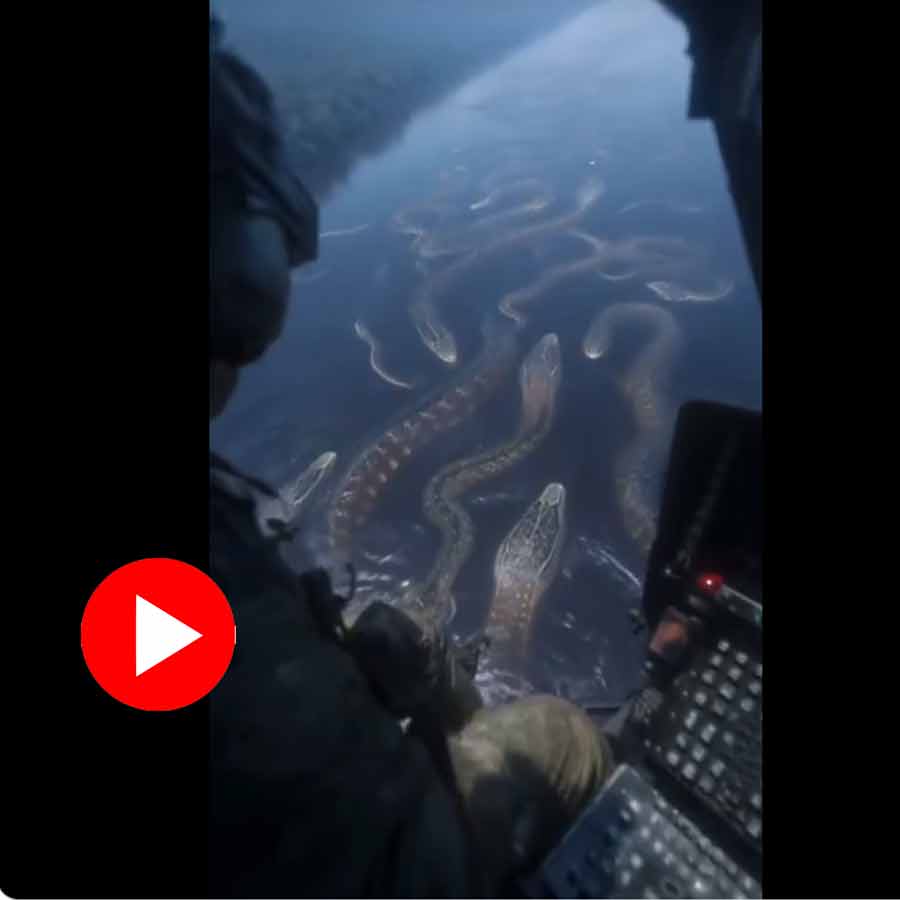 AI Video shows many anacondas floating in river