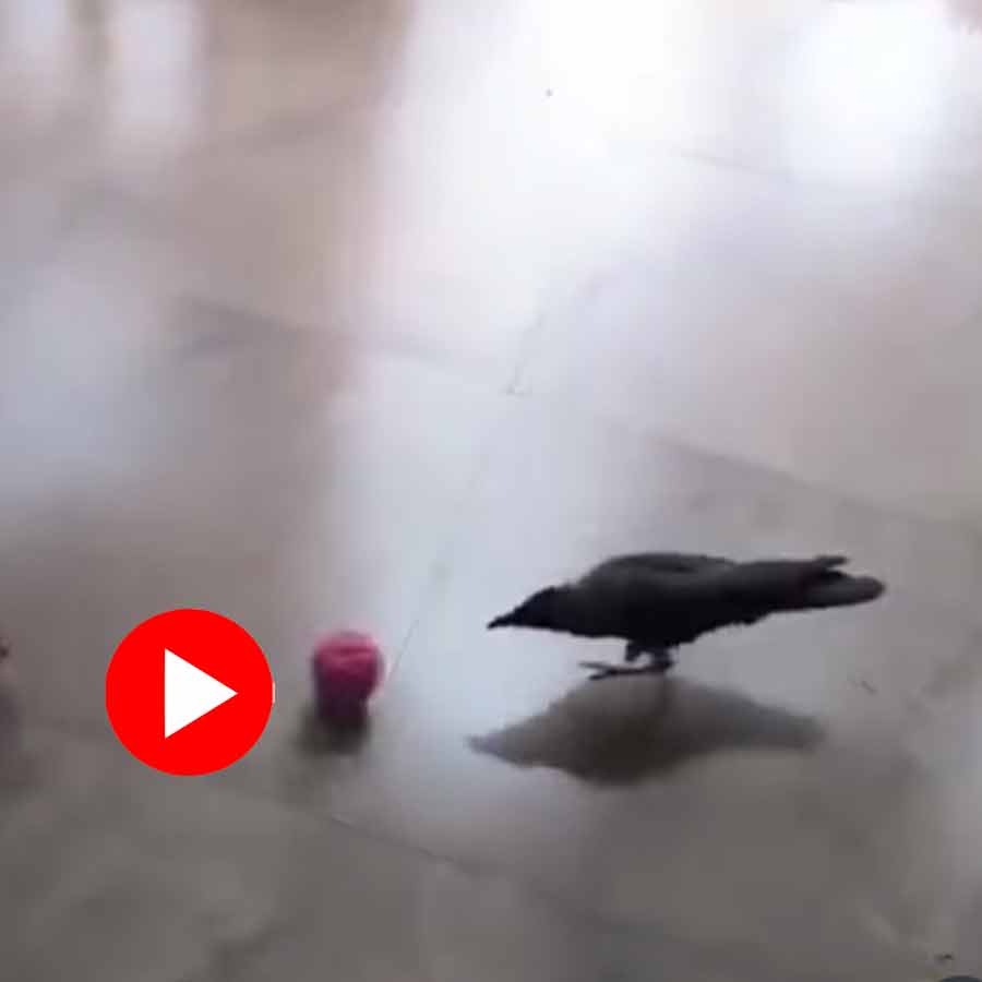 Video of crow playing ball with boy in South Goa goes viral dgtl