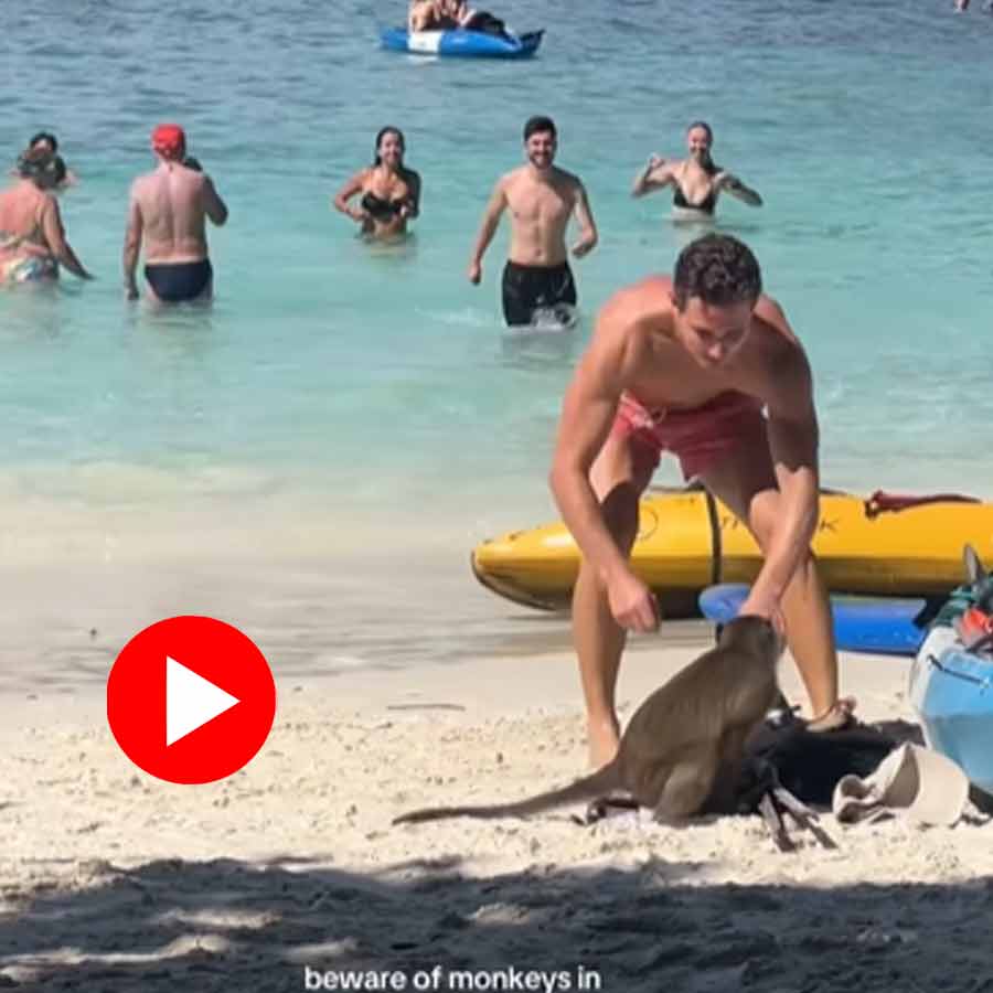 Video of monkey stealing from bag in beach in Thailand goes viral dgtl