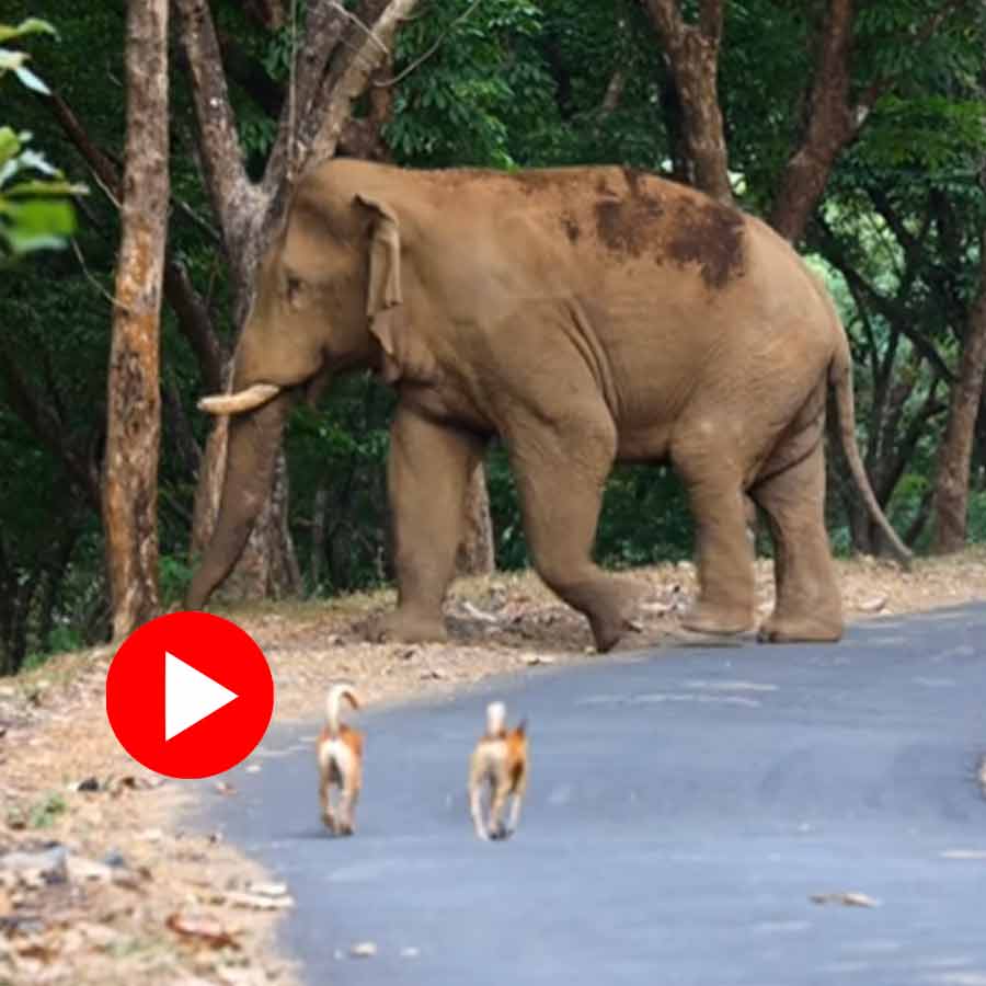 Video of elephant being scared after seeing dogs goes viral dgtl