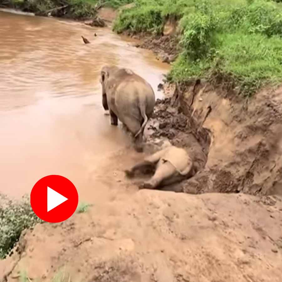 Video of baby elephant falling into lake goes viral dgtl