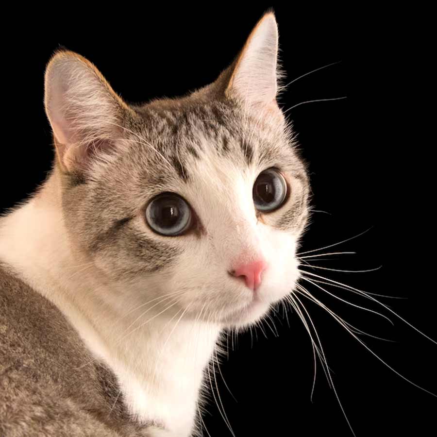 All you need to know about the five most Expensive Cat Breeds in the world dgtl