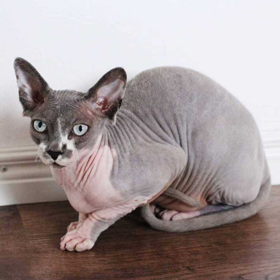 sphynx