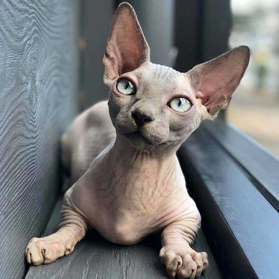 sphynx