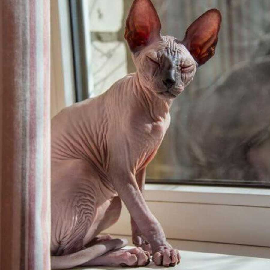 sphynx