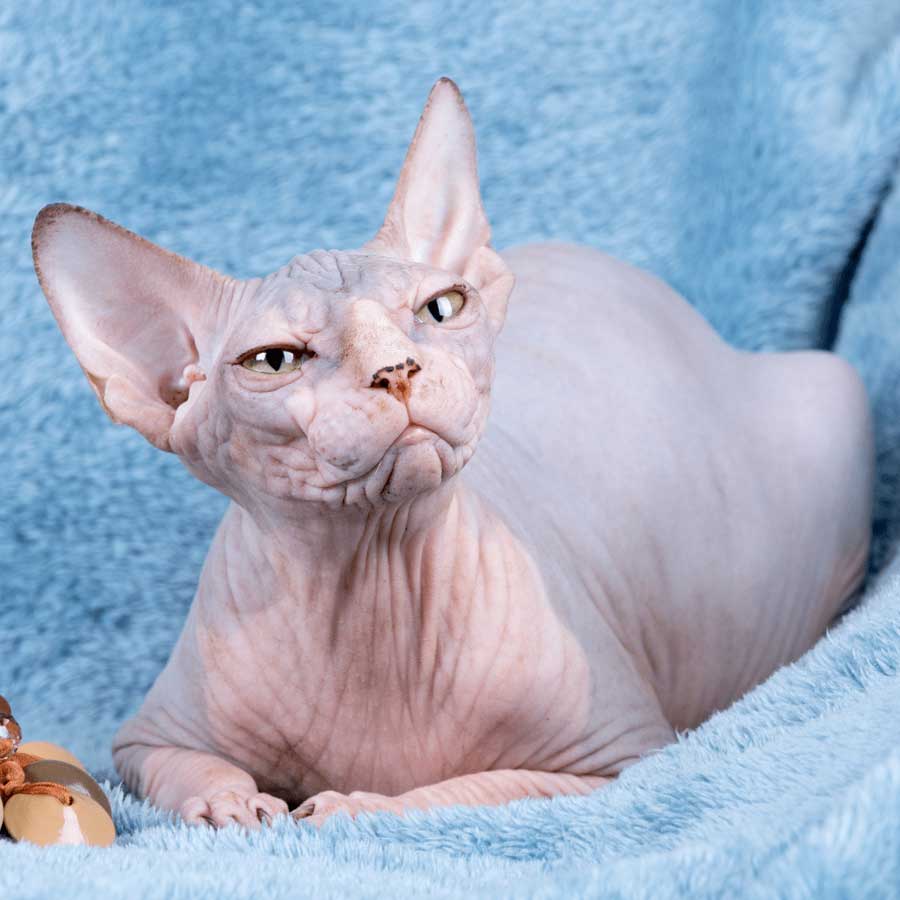 sphynx