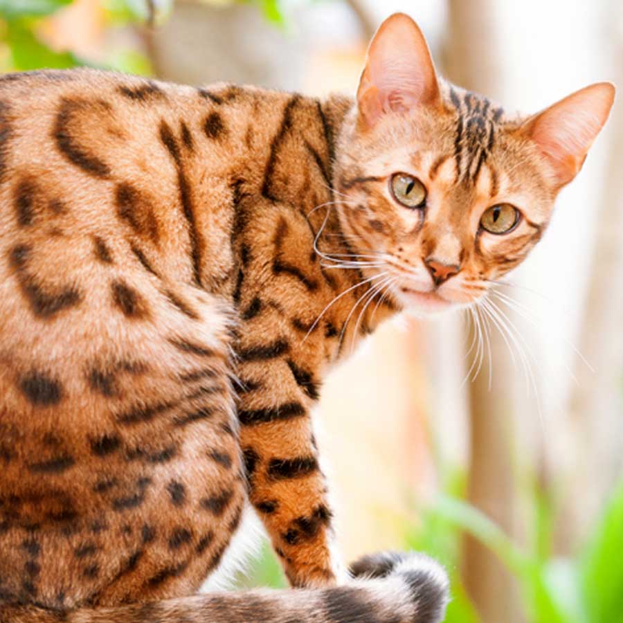 bengal