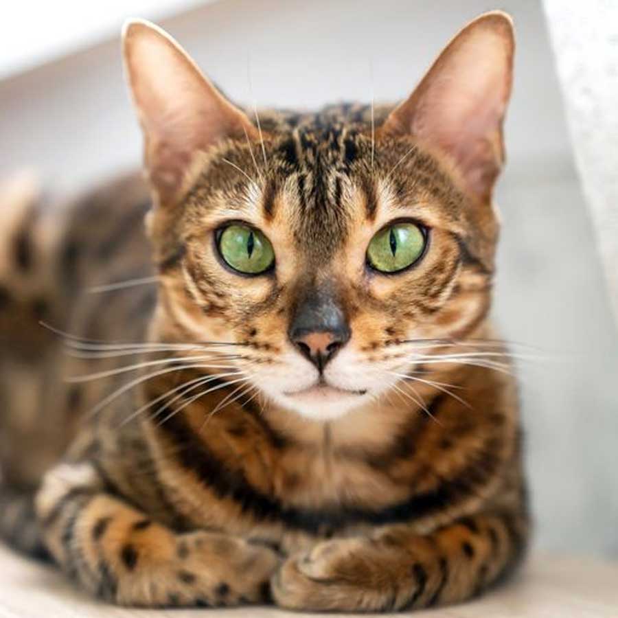 bengal
