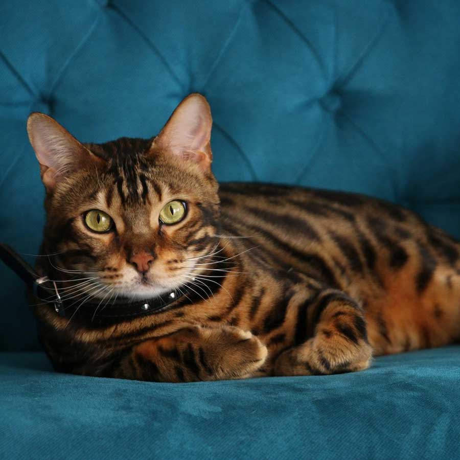 bengal