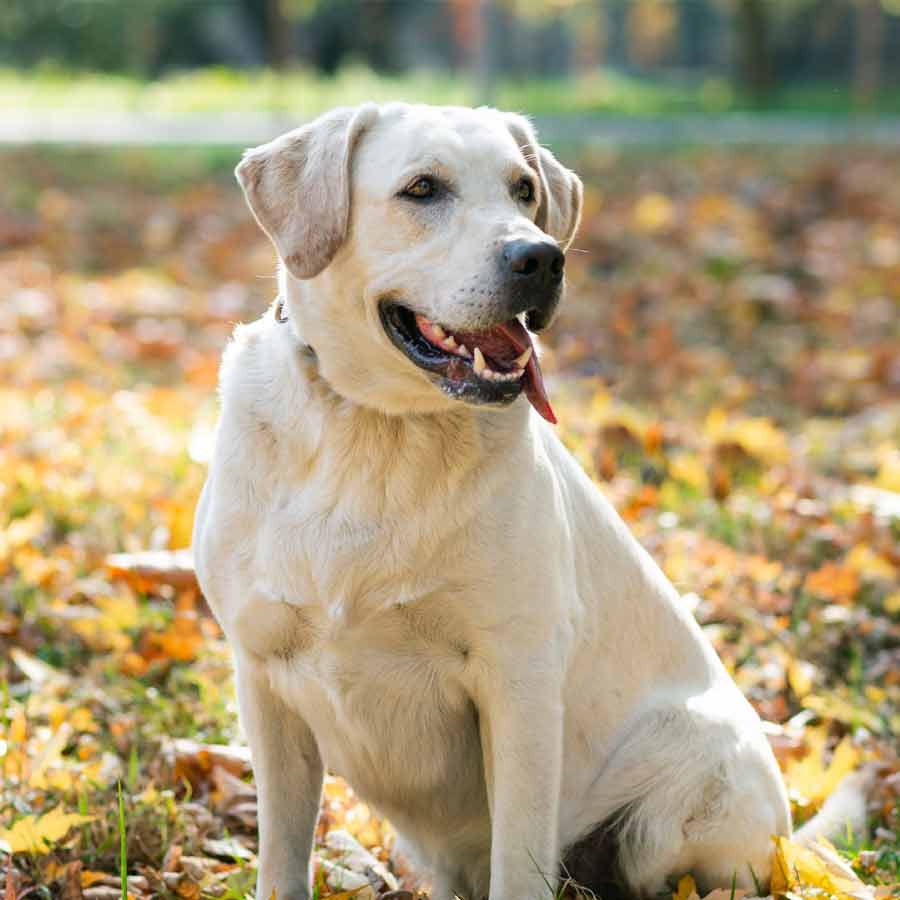 Owners Must Take Measures To Ensure pet causes no harm to others, Says Calcutta High Court