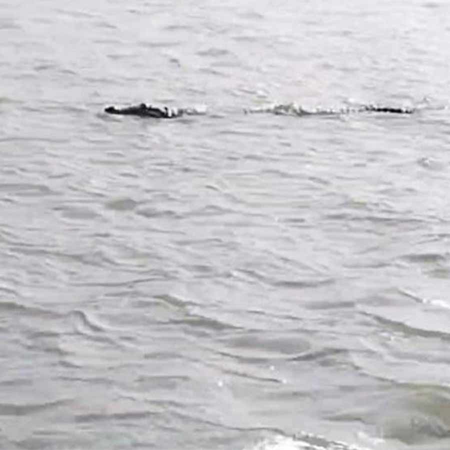 Crocodile sighted in Bhagirathi river, ferry services disrupted as people are scared