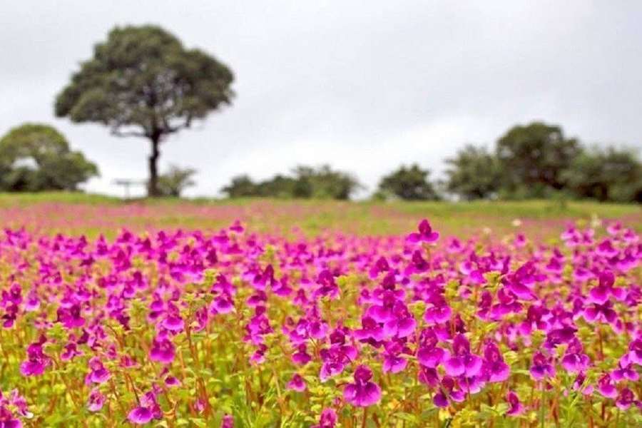 মহারাষ্ট্রের সাতারা জেলা থেকে ২৫ কিলোমিটার দূরে কাস মালভূমি।