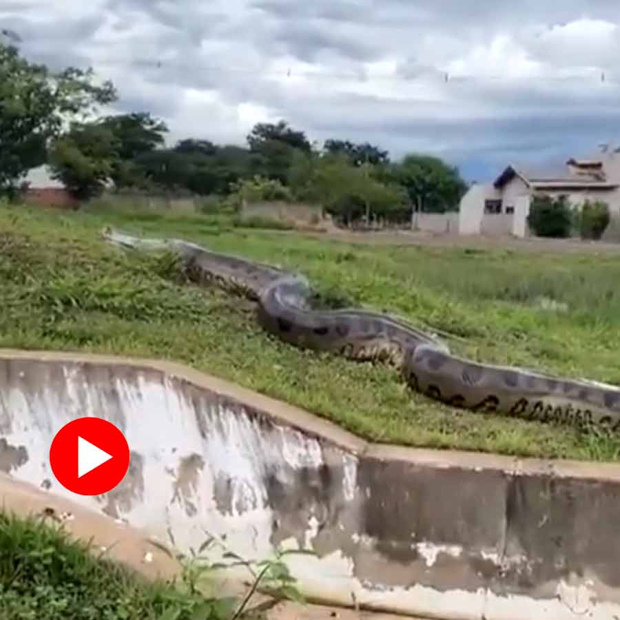 Video shows huge anaconda crawling near populated area
