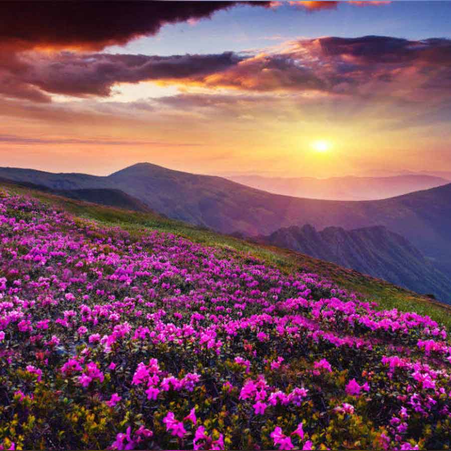 চামোলিতে বুনো ফুলের টানে ছুটে আসেন বহু পর্যটক।