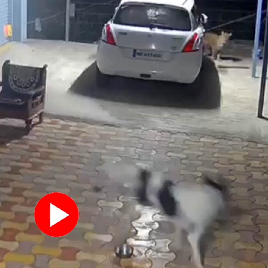 fight between a leopard and dog