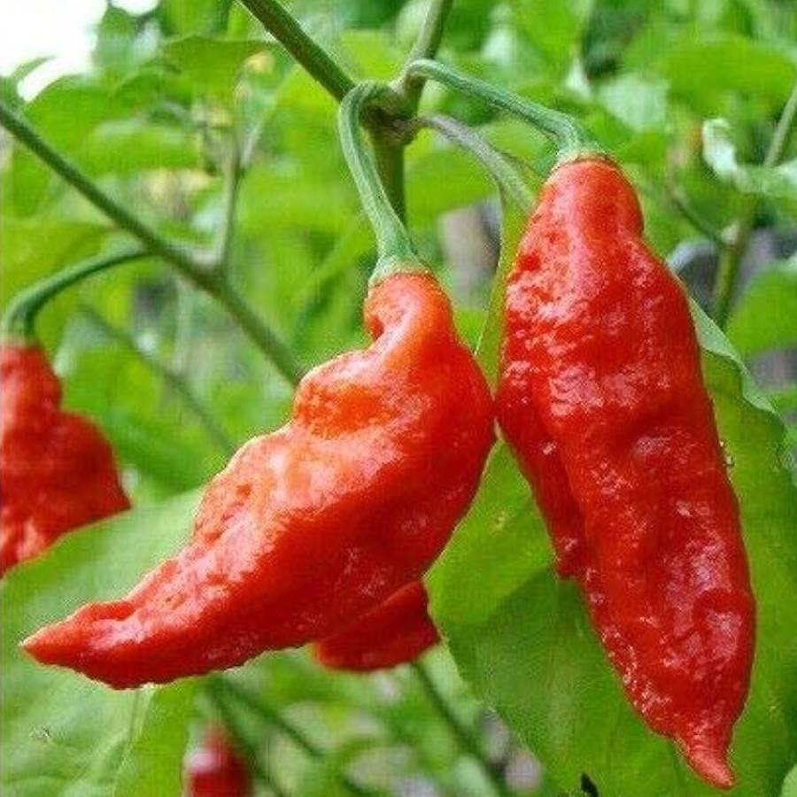 ভূত জোলোকিয়া।