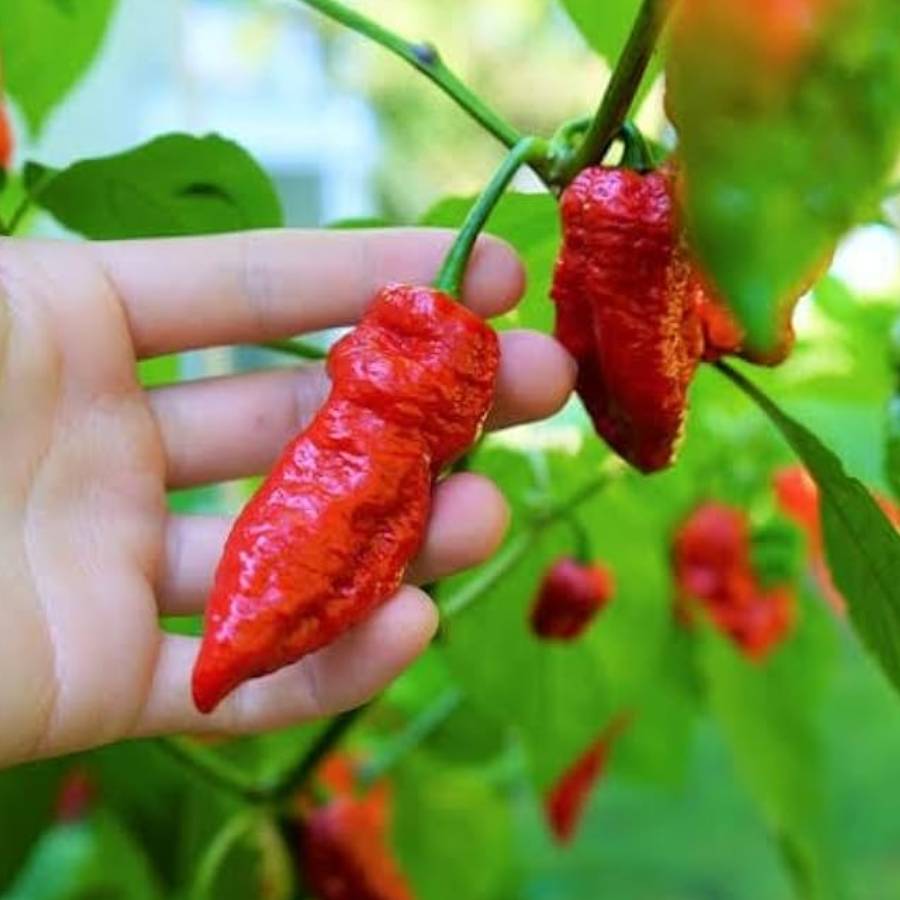 How to grow Bhut Jolokia at Home Garden or Terrace