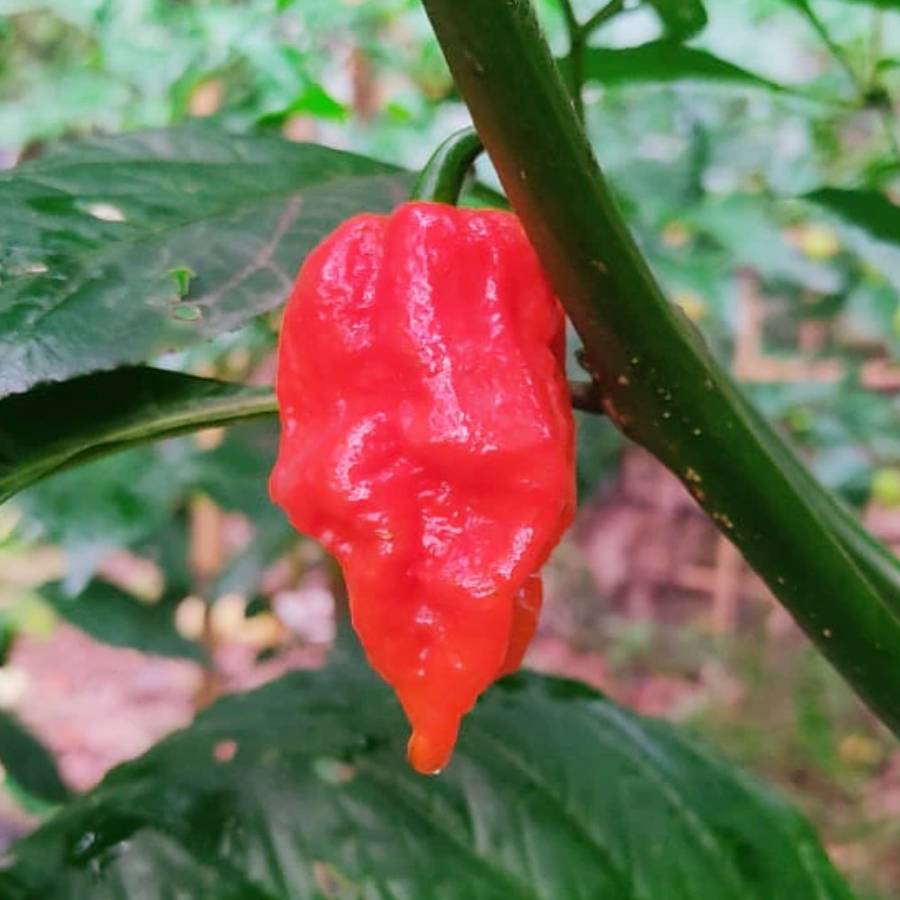 পৃথিবীর অন্যতম ঝাল লঙ্কা।