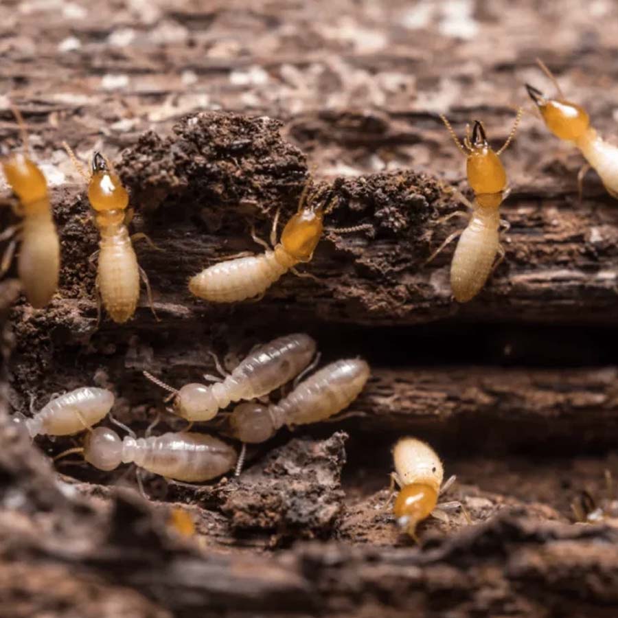 Five signs to be aware of Termites may be entering your home dgtl