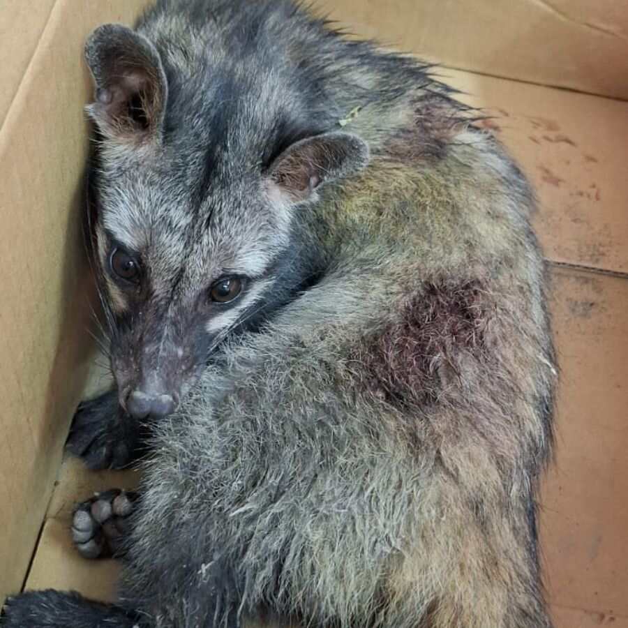 Rare animal species rescued from Ballygunge campus on Wednesday afternoon dgtl