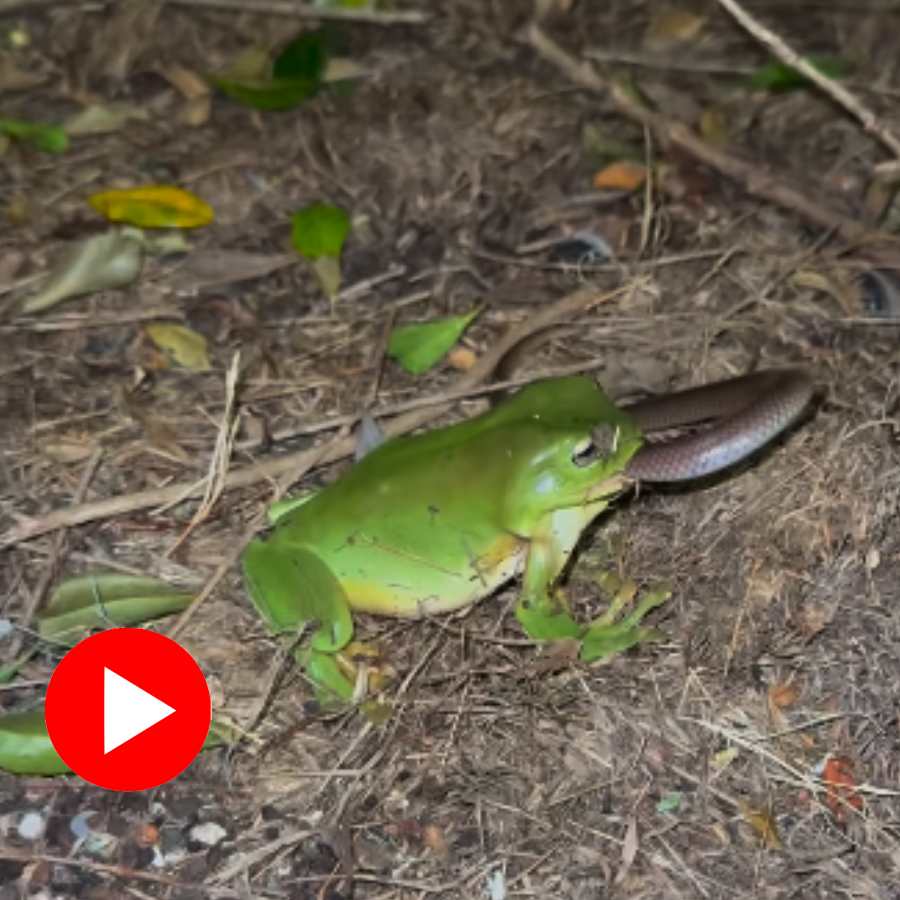 bull frog eating snake