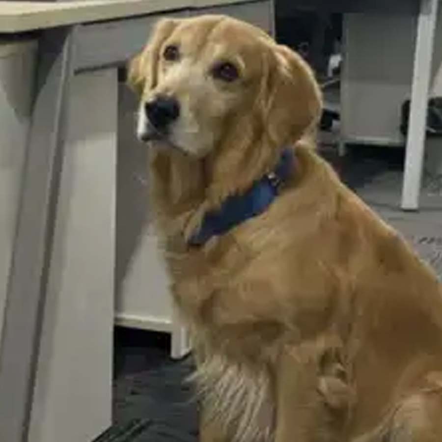 Golden Retriever hired as Chief Happiness Officer at Hyderabad startup goes viral, wins hearts online dgtl