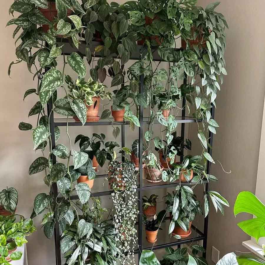 লতানে এবং বড় গাছগুলি উপরে দিলে দেখতে অন্য রকম লাগবে।