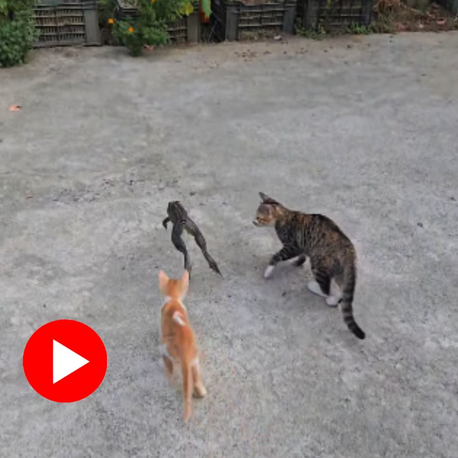 Video of two cats chasing a frog goes viral dgtl