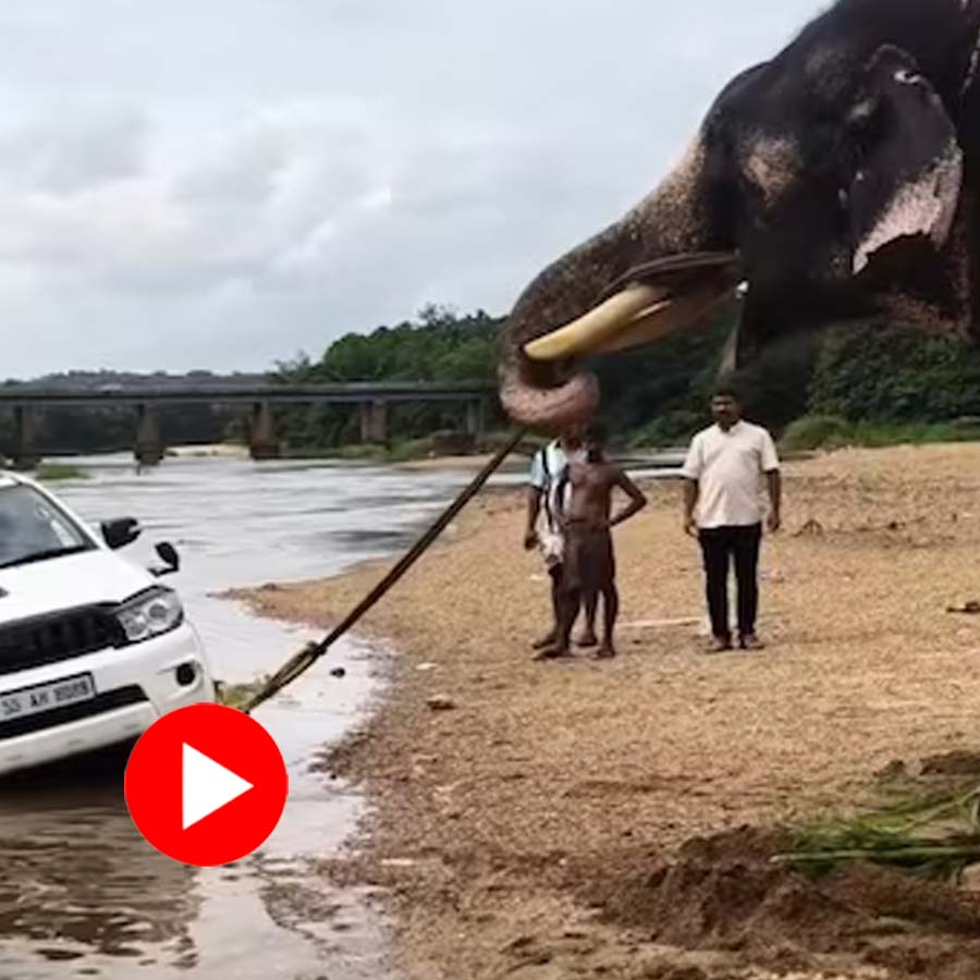 elephant rescuing a stuck SUV