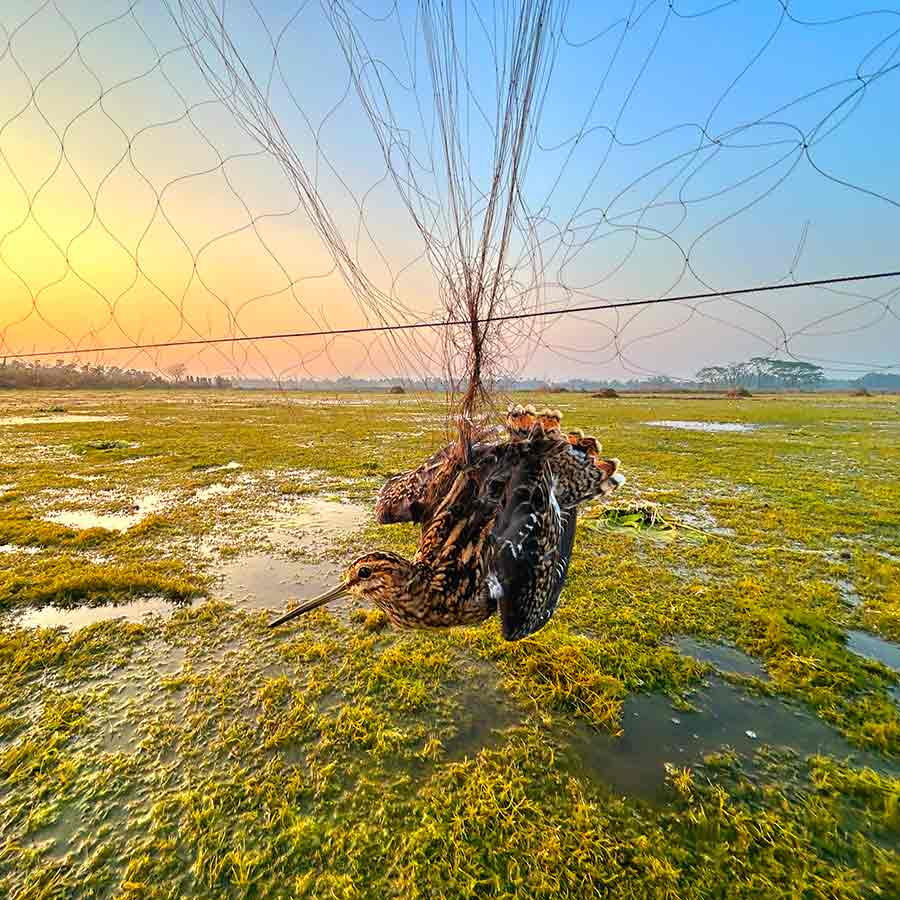 A new initiative of WTI and BAN Foundation against illegally capturing of migratory and resident waterbirds at North 24 Parganas dgtld