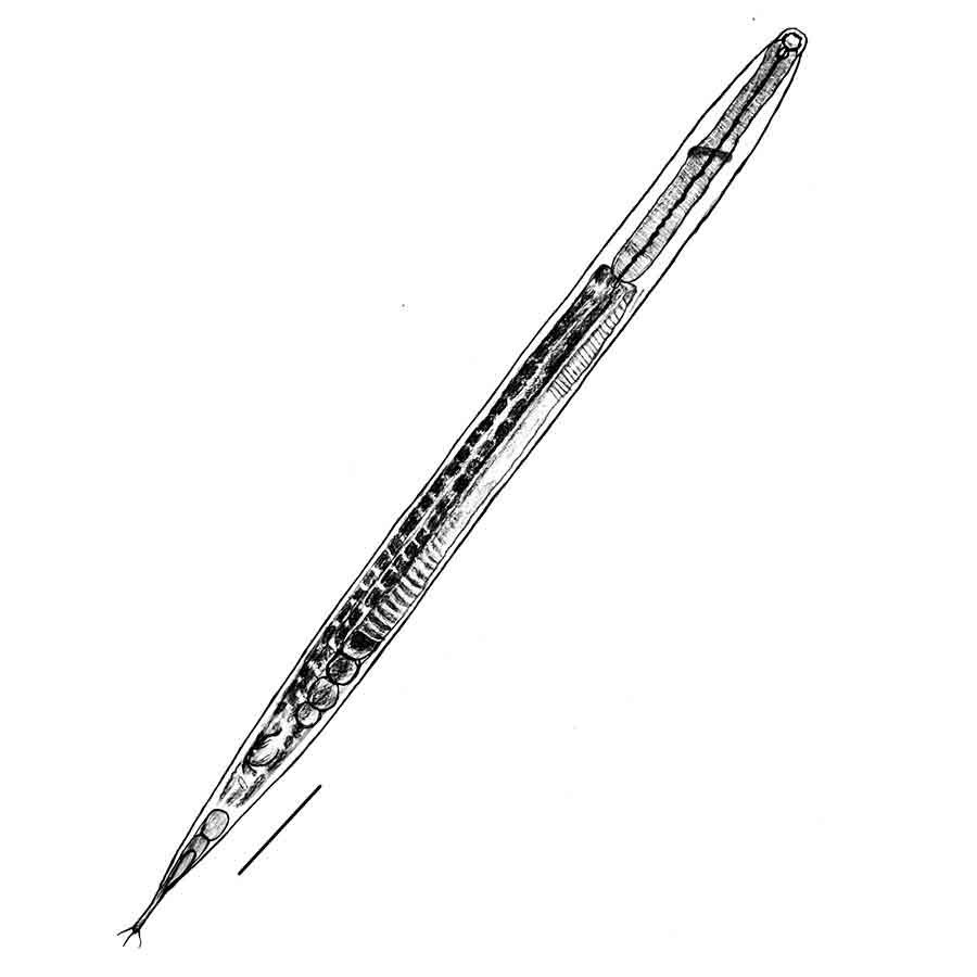 New species of floating marine nematode discovered on the shores of the Bay of Bengal dgtld