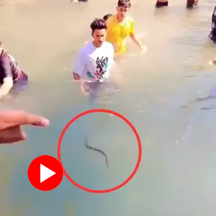 Video shows snake floating in swimming poll of a water park at Uttarakhand