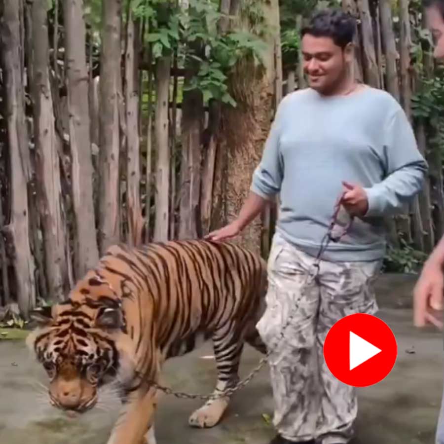 tiger attack a tourist in Thailand Tiger Park