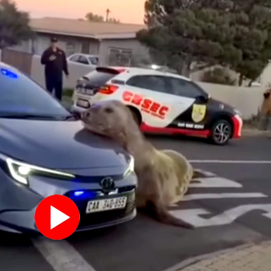Video of elephant seal wandering streets of Cape Town goes viral dgtl
