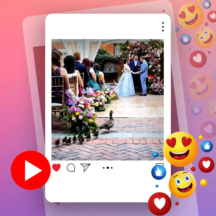 Video of ducks interrupted wedding in Washington goes viral dgtl