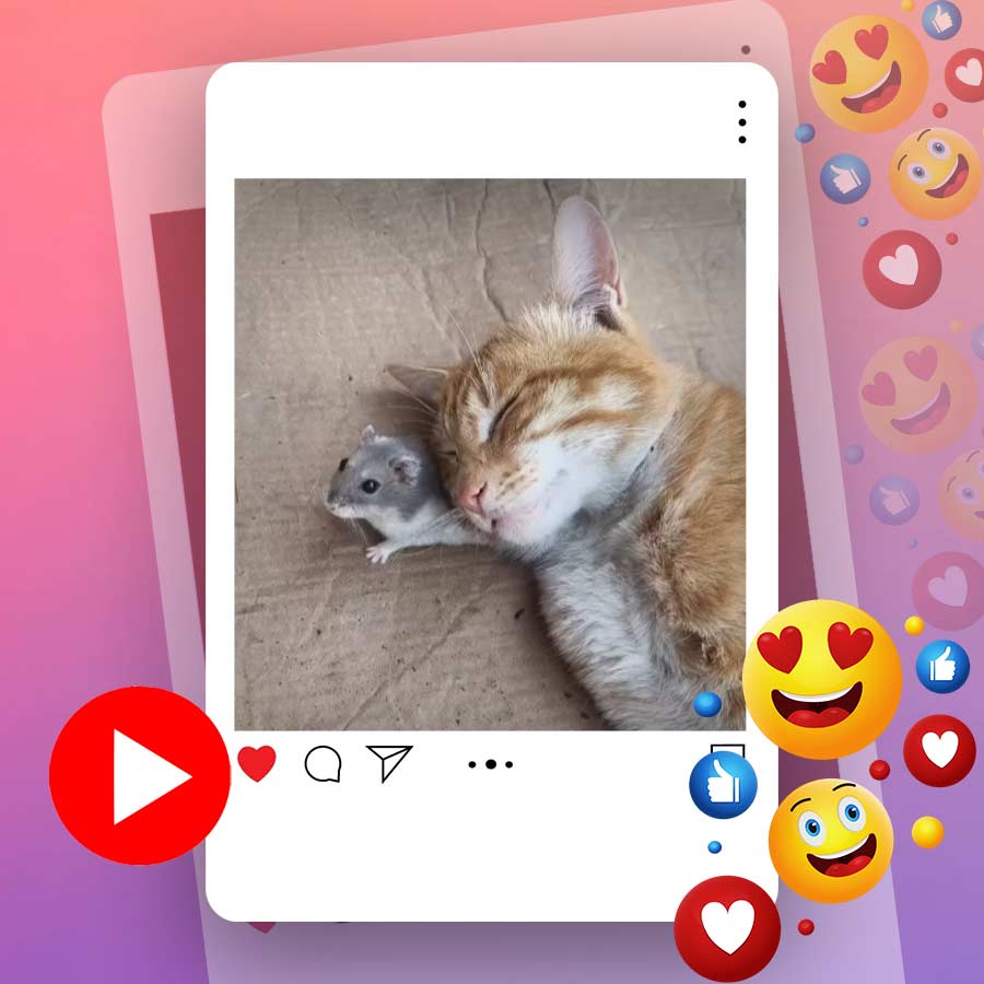 Video of cat sleeping on rat’s back goes viral dgtl