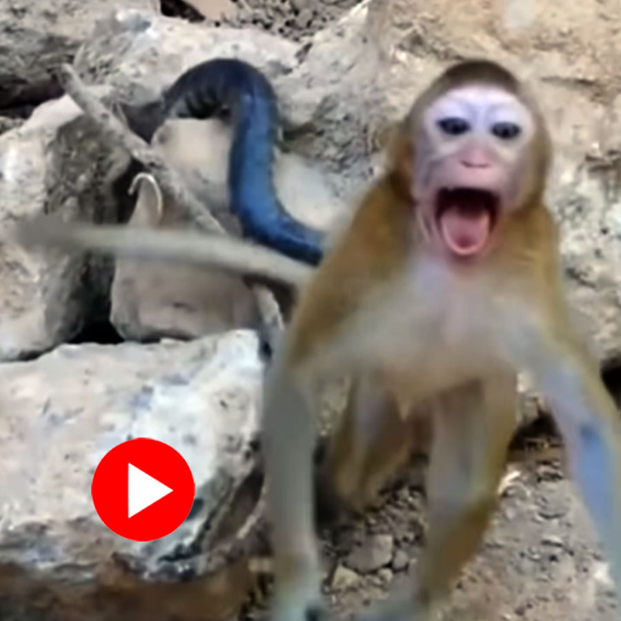 Video of a monkey getting attacked by a snake goes viral dgtl