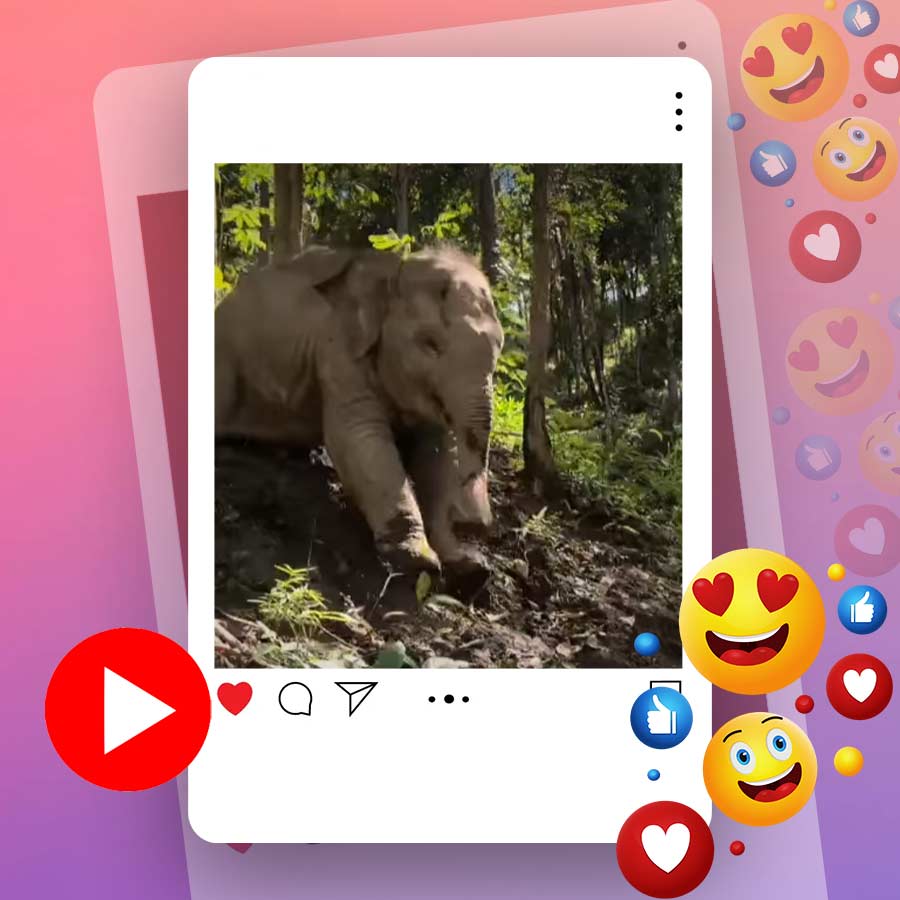 Video of baby elephant sliding in muddy jungle goes viral dgtl
