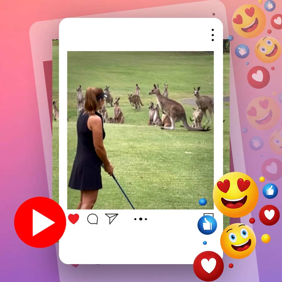 Video of kangaroo visiting woman in golf court in Australia goes viral dgtl