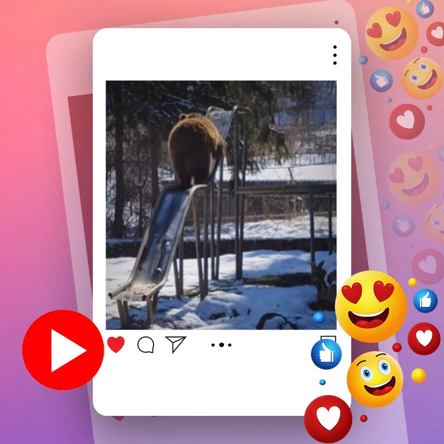 Video of bear playing with slip goes viral dgtl