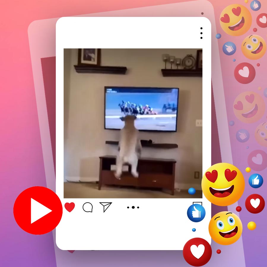 Video of dog jumping while watching horse race on television goes viral dgtl