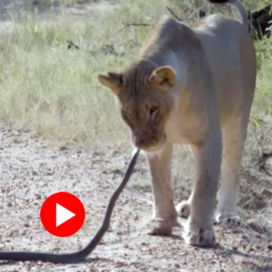 Video of an encounter between a black mamba and a lioness in Africa goes viral dgtl