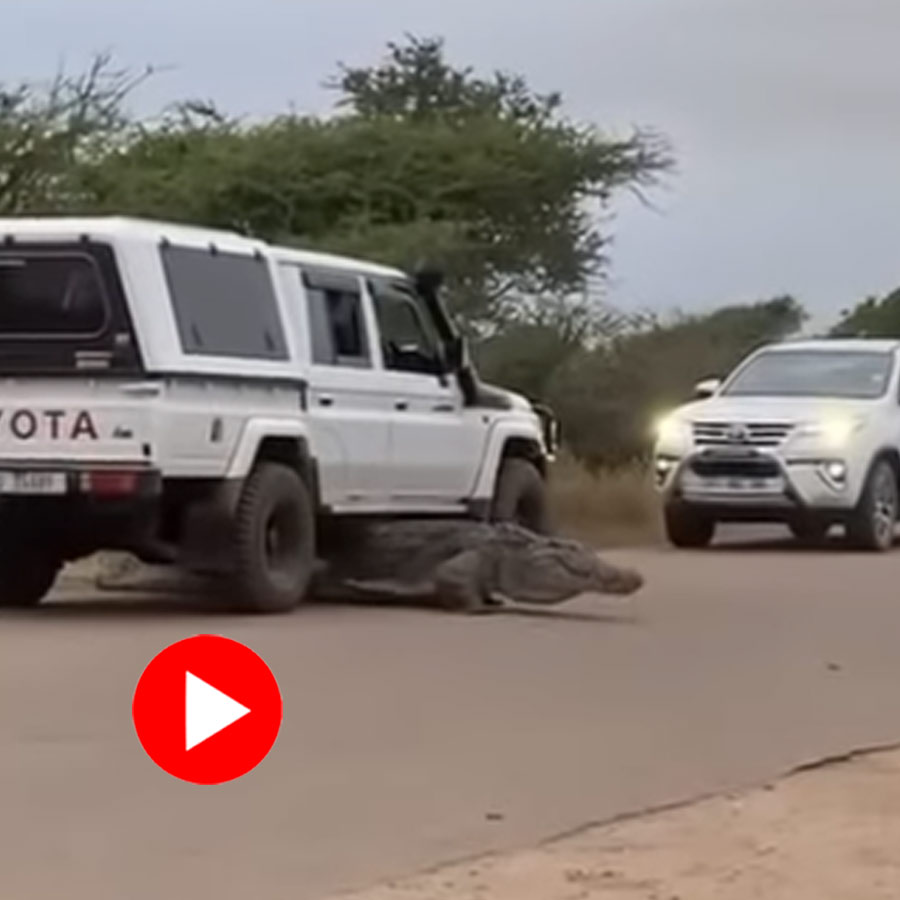 Video of crocodile walking below car in South Africa dgtl